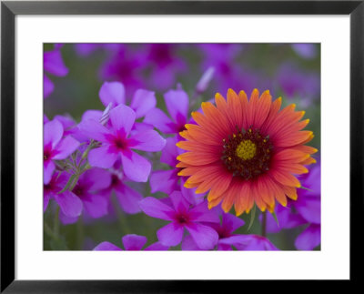 Phlox And Indian Blanket, Near Devine, Texas, Usa by Darrell Gulin Pricing Limited Edition Print image