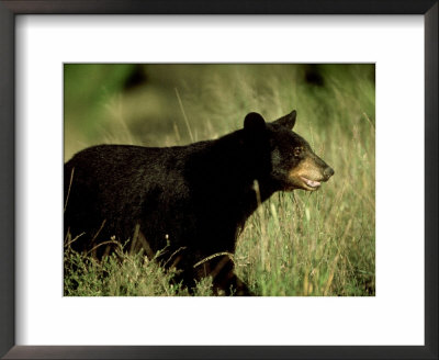 Black Bear, Single, Mexico by Patricio Robles Gil Pricing Limited Edition Print image