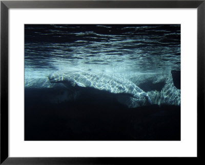 Beluga Whales, Delphinapterus Leucas by David B. Fleetham Pricing Limited Edition Print image