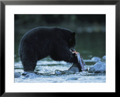 Black Bear Eating Salmon by Joel Sartore Pricing Limited Edition Print image
