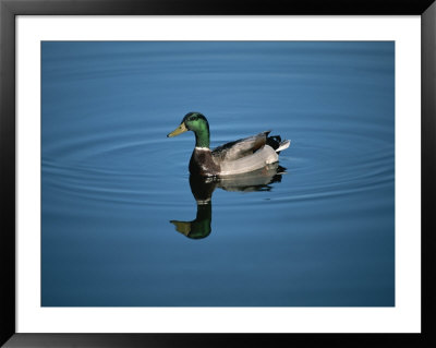 A Male Mallard Duck Is Mirrored In The Blue Surface Of A Marsh by Stephen St. John Pricing Limited Edition Print image