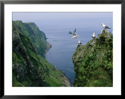 Red-Legged Kittiwakes On A Crowded Coastal Rookery by Joel Sartore Pricing Limited Edition Print image