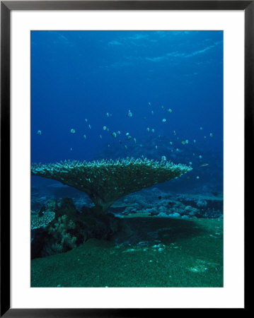 Banded Damselfish Swim Around A Acropora Species Of Coral by Heather Perry Pricing Limited Edition Print image