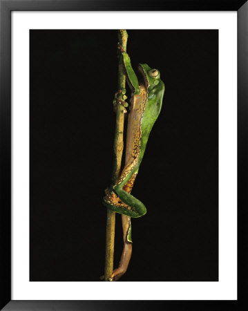 Tree Frog Climbing A Branch, Finca La Selva Biological Station, Costa Rica by Michael Nichols Pricing Limited Edition Print image