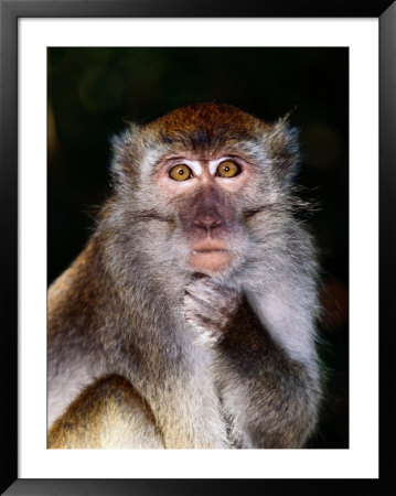 Close View Of A Long-Tailed Macaque (Macaca Fascicularis) by Mattias Klum Pricing Limited Edition Print image