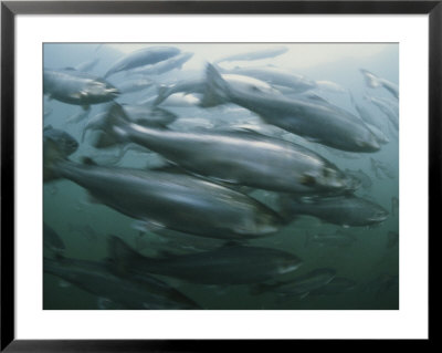 Atlantic Salmon, Salmo Salar, Swim In A Farm Pen by Bill Curtsinger Pricing Limited Edition Print image