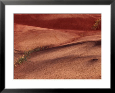 Chenactis Flowers In Painted Hills Of John Day Fossil Beds, Oregon, Usa by Julie Eggers Pricing Limited Edition Print image