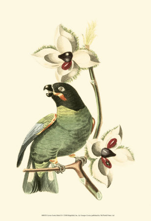 Exotic Birds Iii by Georges Cuvier Pricing Limited Edition Print image
