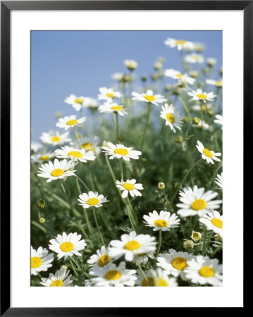 Anthemis Punctata by Pernilla Bergdahl Pricing Limited Edition Print image