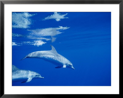 Sunlight Makes Beautifuly Patterned Reflections On A Pair Of Spotted Dolphins by Brian J. Skerry Pricing Limited Edition Print image