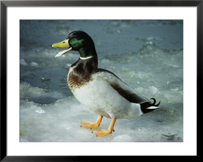 A Mallard Duck Standing On Ice by Stephen St. John Pricing Limited Edition Print image