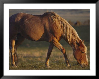 A Feral Mustang Grazes On Land Designated As A Wild Horse Sanctuary by Annie Griffiths Belt Pricing Limited Edition Print image