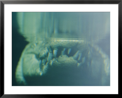 An Underwater Close-Up View Of A Crocodiles Mouth Focusing On Its Teeth by Nicole Duplaix Pricing Limited Edition Print image