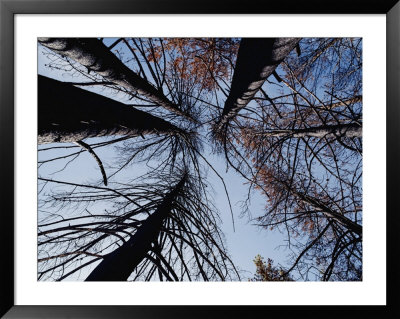 Upward View Of Trees Burned During The Forest Fires Of 1988 by George F. Mobley Pricing Limited Edition Print image