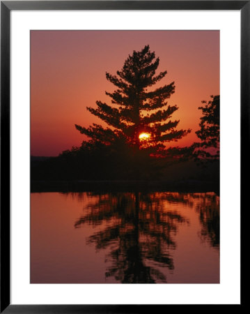 Sunset Silhouettes A Tree Near Ridgedale by Richard Nowitz Pricing Limited Edition Print image