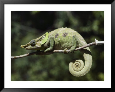 Close View Of A Chameleon by Nicole Duplaix Pricing Limited Edition Print image