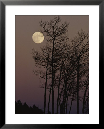 A Cluster Of Aspens Is Silhouetted Against The Evening Sky by George F. Mobley Pricing Limited Edition Print image
