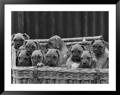 Basket-Full Of Boxer Puppies With Their Adorable Wrinkled Heads by Thomas Fall Pricing Limited Edition Print image