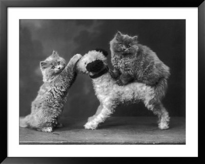 These Two Kittens Have Fun With A Toy Dog by Thomas Fall Pricing Limited Edition Print image