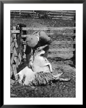 Sheep Shearing In Scotland At The End Of May by Fred Musto Pricing Limited Edition Print image