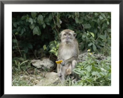Portrait Of A Monkey by Vlad Kharitonov Pricing Limited Edition Print image