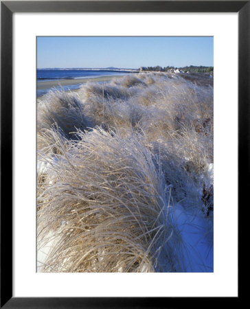 Ice Coats The Beach Grass On Parson's Beach, Maine, Usa by Jerry & Marcy Monkman Pricing Limited Edition Print image