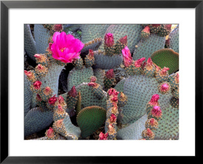 Blooming Beavertail Cactus, Joshua Tree National Park, California, Usa by Janell Davidson Pricing Limited Edition Print image