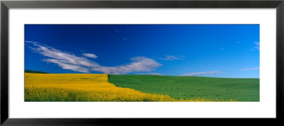 Canola And Wheat Fields Spring, Colfax, Whitman County, Washington, Usa by Terry Eggers Pricing Limited Edition Print image