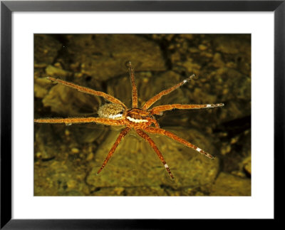 Giant Fishing Spider, Walking On The Surface Of Water, French Guiana by Emanuele Biggi Pricing Limited Edition Print image