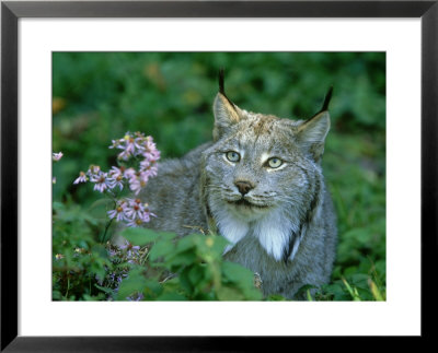 Lynx, Lynx Canadensis Close-Up Portrait Usa by Mark Hamblin Pricing Limited Edition Print image