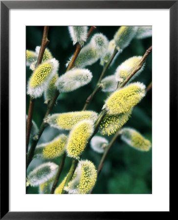 Salix Acutifolia (Pussy Willow), Close-Up Of Catkins, February by Michele Lamontagne Pricing Limited Edition Print image