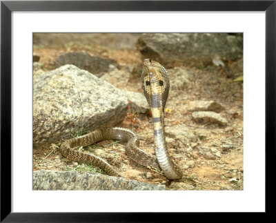 Indian (Spectacled) Cobra, Defensive Display With Spread Hood, India by Michael Fogden Pricing Limited Edition Print image