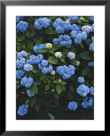 Nature Scene Of Blue Hydrangeas In Blythedale Park, Mill Valley, Mill Valley, California by Brimberg & Coulson Pricing Limited Edition Print image