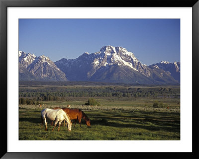 Horses Graze At Lost Creek Ranch In Moose, Wyoming by Richard Nowitz Pricing Limited Edition Print image