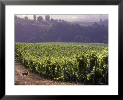 Dog In Knutsen Vineyard, Dundee, Willamette Valley, Oregon, Usa by Janis Miglavs Pricing Limited Edition Print image