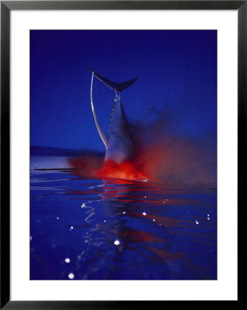 Underwater View Of A Tuna With Its Tail Immersed In Bloody Water by Bill Curtsinger Pricing Limited Edition Print image