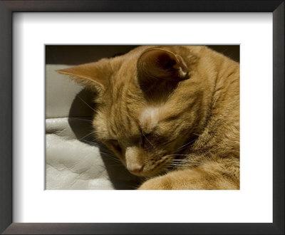Close View Of Orange Tabby Cat Sleeping, Groton, Connecticut by Todd Gipstein Pricing Limited Edition Print image