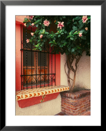 Flowering Hibiscus Near Pink Window, Puerto Vallarta, Mexico by Tom Haseltine Pricing Limited Edition Print image