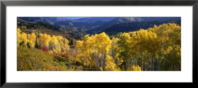 View Down Nebo Creek Drainage, Wasatch Mountains, Uinta National Forest, Utah, Usa by Scott T. Smith Pricing Limited Edition Print image