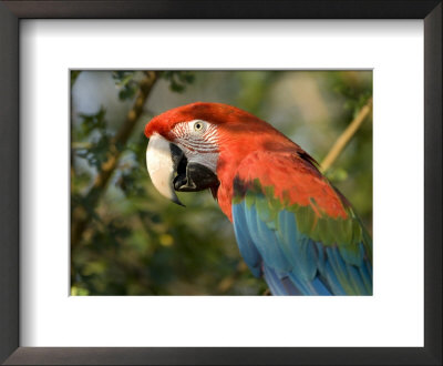 Green-Winged Macaw From The Sedgwick County Zoo, Kansas by Joel Sartore Pricing Limited Edition Print image