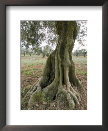 Old Olive Tree In An Orchard In Provence, France by Stephen Sharnoff Pricing Limited Edition Print image