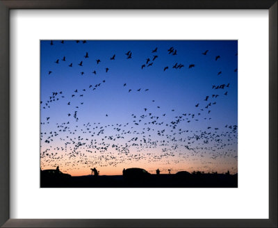 Snow Geese And Cars, Vehicles At Sunrise, Bosque Del Apache National Wildlife Reserve, New Mexico by Mark Newman Pricing Limited Edition Print image