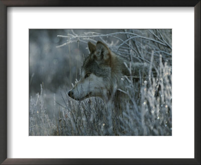 Gray Wolf, Canis Lupus, Peeks Out Of A Weed Thicket by Jim And Jamie Dutcher Pricing Limited Edition Print image