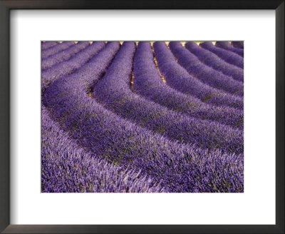 Lavender Field, Provence by Bethune Carmichael Pricing Limited Edition Print image