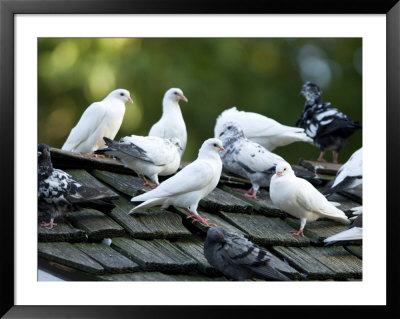 Domestic Pigeons Sit On A Roof Top, Omaha Zoo, Nebraska by Joel Sartore Pricing Limited Edition Print image
