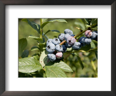Blueberries On Blueberry Bush by Tim Laman Pricing Limited Edition Print image