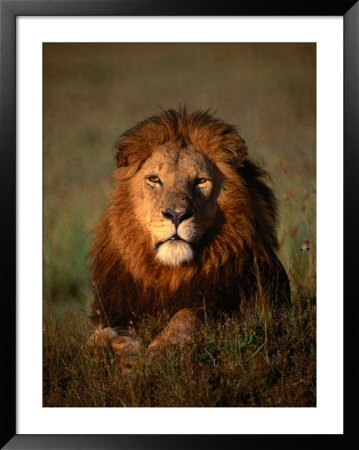 Lion, Masai Mara National Reserve, Rift Valley, Kenya by Mitch Reardon Pricing Limited Edition Print image