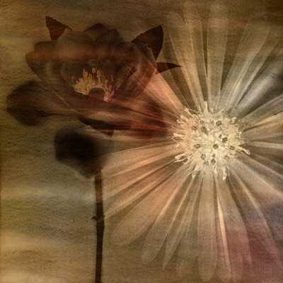 Ethereal Bloom Square Ii by Chris Zalewski Pricing Limited Edition Print image