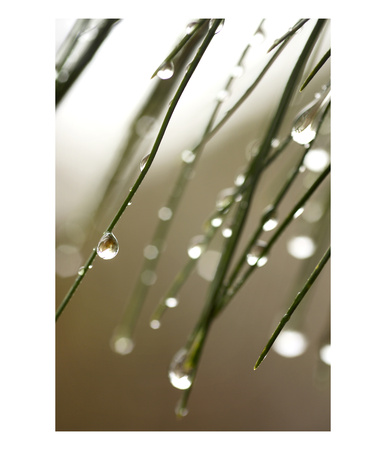 Rain Drops On Pine Branch Needles by Ellen Kamp Pricing Limited Edition Print image