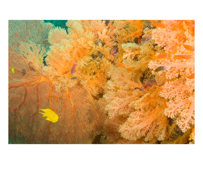 Golden Dream Reef, Bligh Water Area, Viti Levu, Fiji Islands, South Pacific by Stuart Westmoreland Pricing Limited Edition Print image